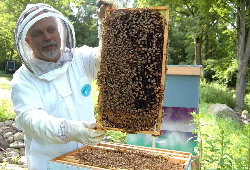 beekeeper 682944 960 720